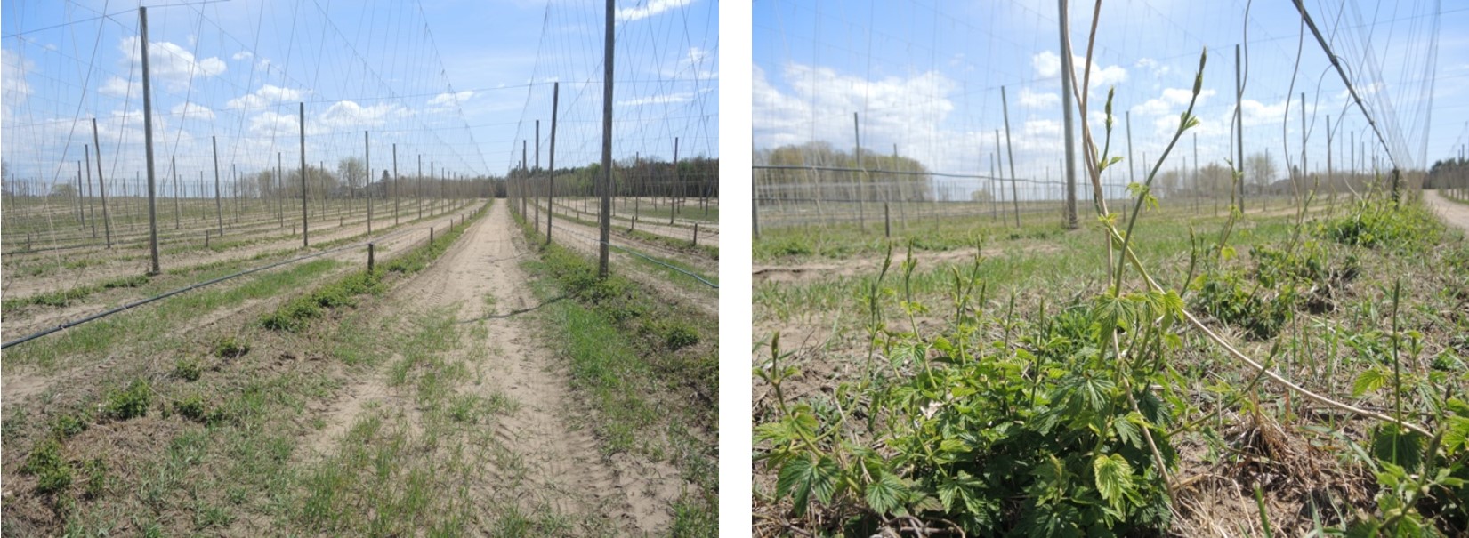 Unpruned hops